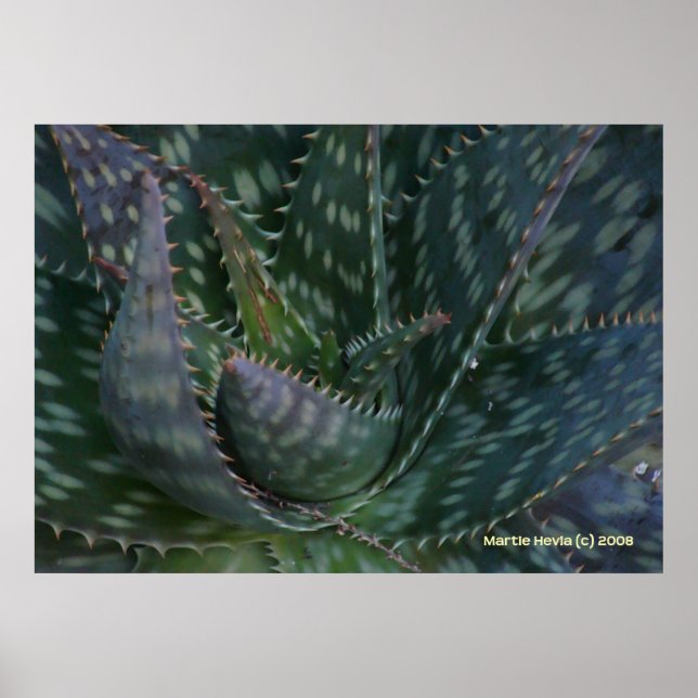 Prickly Aloe Vera Poster (Vorne)