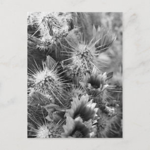Prickly Cactus Desert Blume B&W Foto Postkarte