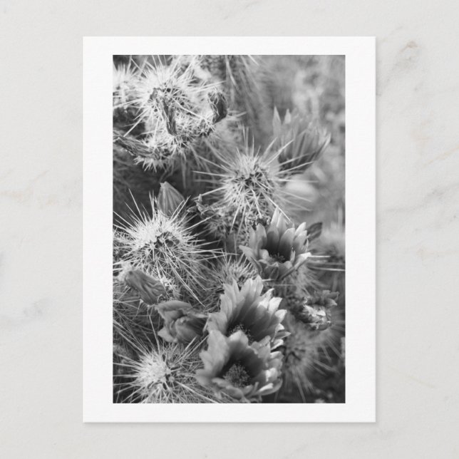 Prickly Cactus Desert Blume B&W Foto Postkarten (Vorderseite)