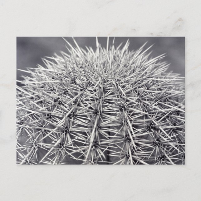 Prickly Cactus Sonoran Desert B&W Foto Postkarte (Vorderseite)