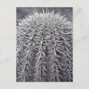 Prickly Cactus Sonoran Desert B&W Foto Postkarte