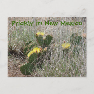 Prickly in New Mexico Postkarte