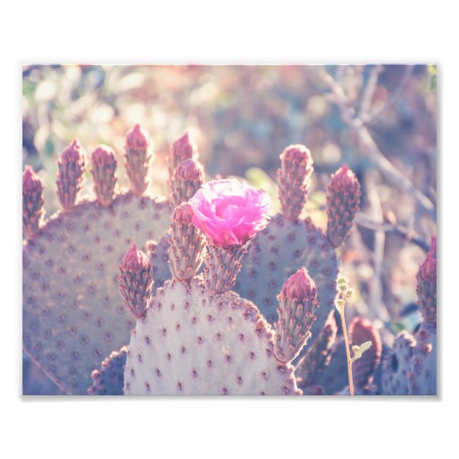 Prickly Pear Blossom | FOTO (Vorne)