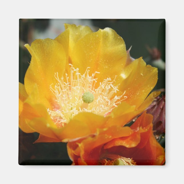 Prickly Pear Blossom Magnet (Vorne)