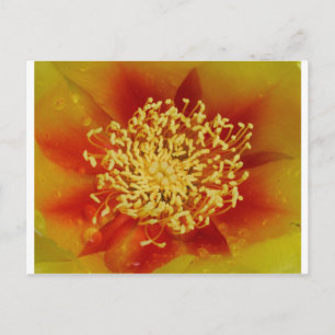 Prickly Pear Blume Postkarte