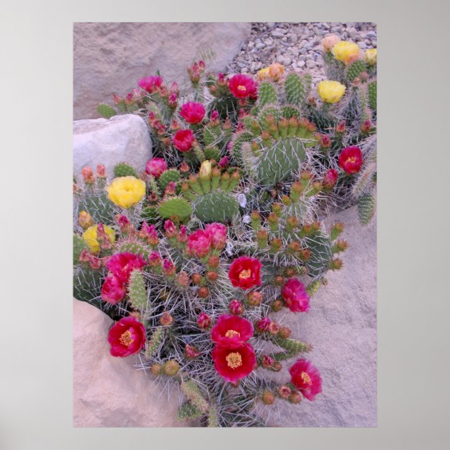 Prickly Pear Cacti Poster (Vorne)