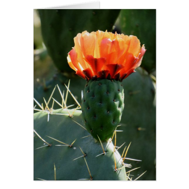 Prickly Pear Cactus (Vorne)