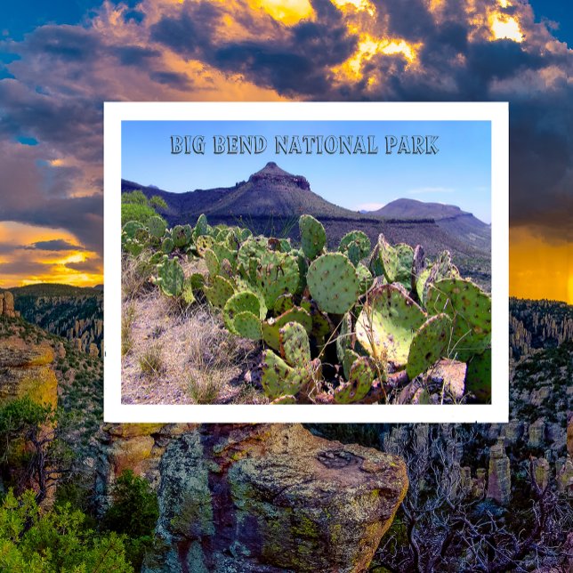 Prickly Pear Cactus Big Bend National Park (Von Creator hochgeladen)