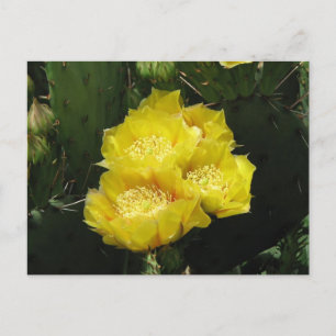 Prickly Pear Cactus Blooms Postkarte