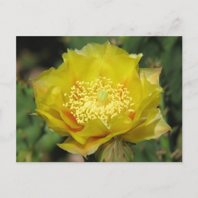 Prickly Pear Cactus Blooms Postkarte (Vorderseite)