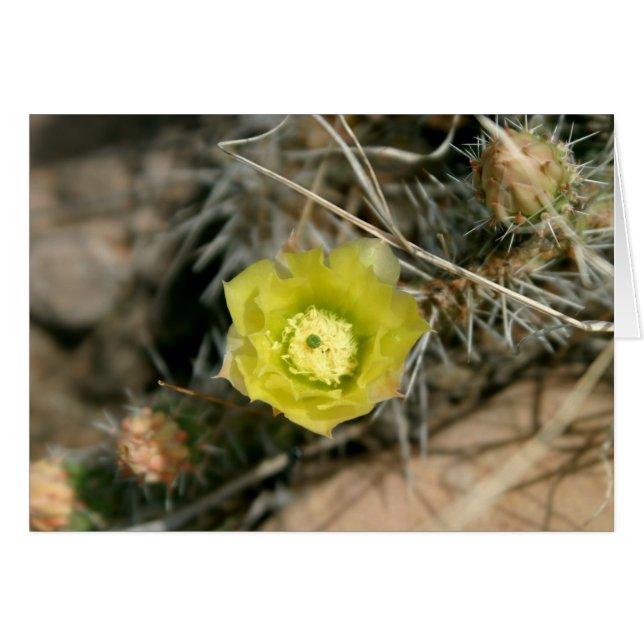 Prickly Pear Cactus Blume (Vorderseite (Horizontal))