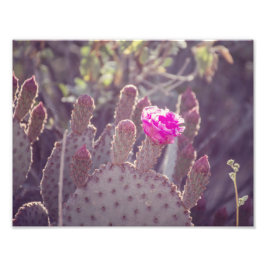 Prickly Pear Cactus Blume | FOTO