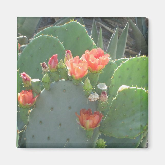 Prickly Pear Cactus Green Red Bloom Magnet (Vorne)