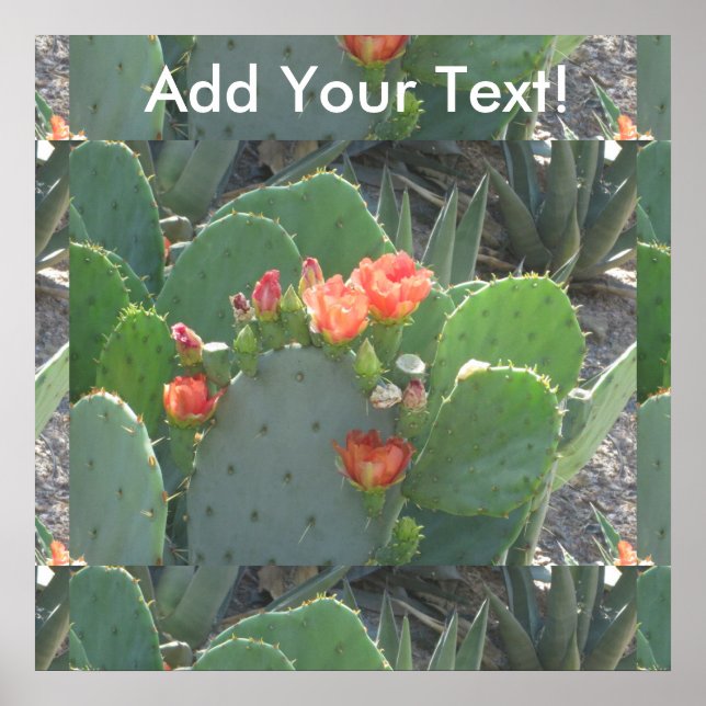 Prickly Pear Cactus Green Red Bloom Poster (Vorne)