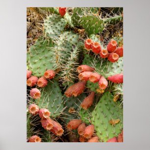 Prickly Pear Cactus Poster