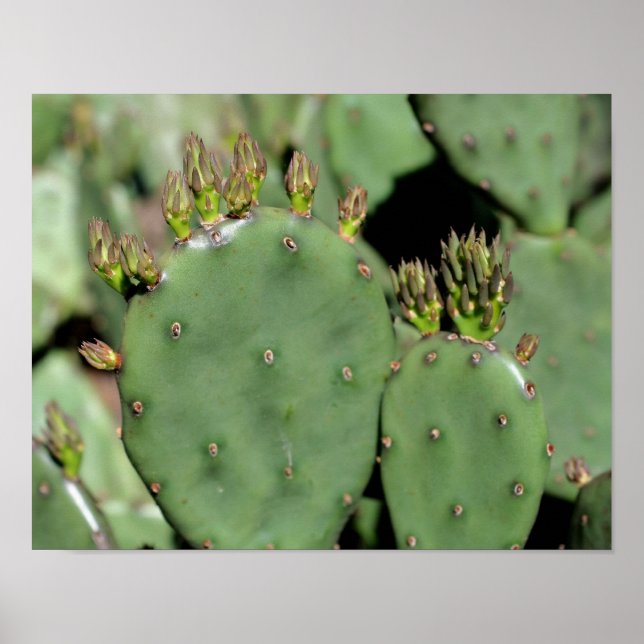 Prickly Pear Cactus Poster (Vorne)