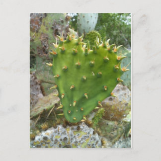 Prickly Pear Cactus Postkarte