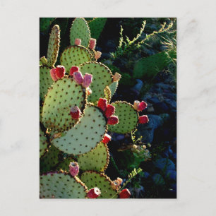 Prickly Pear Cactus Postkarte