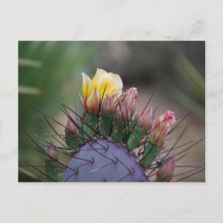 Prickly Pear Cactus Postkarte