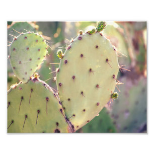 Prickly Pear Closeup FOTO