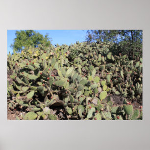 Prickly Pear Geschenke Poster