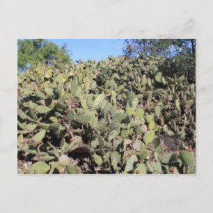 Prickly Pear Geschenke Postkarte
