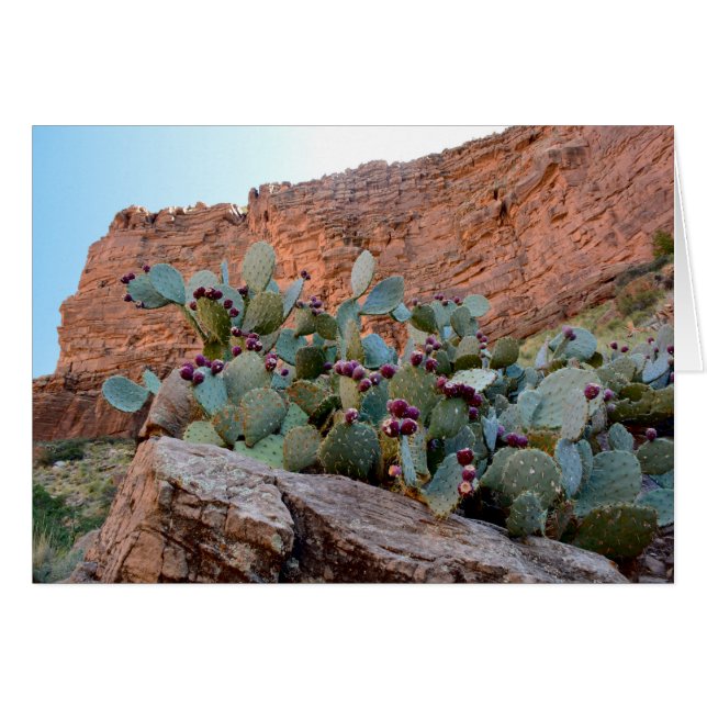 Prickly Pear in Grand Canyon (Vorderseite (Horizontal))