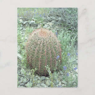 Prickly Pink Petals Cactus Arizona Foto Postkarte
