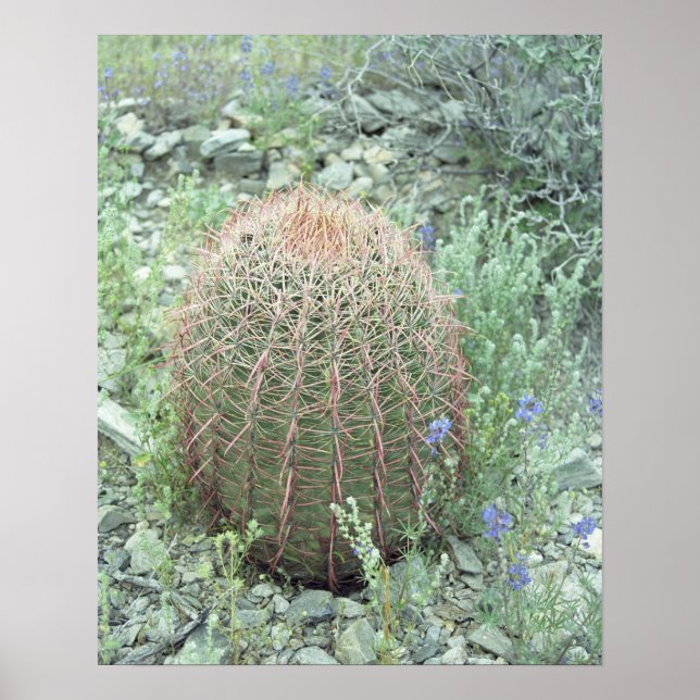 Prickly Pink Petals Cactus Art Print Poster (Vorne)