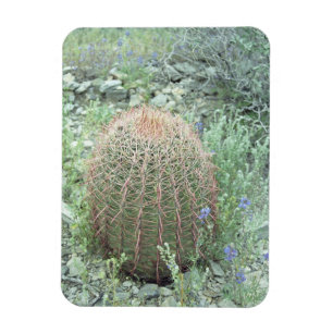 Prickly Pink Petals Cactus Decorative Magnete