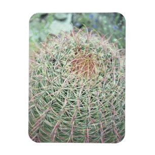 Prickly Pink Swirl Kaktus Dekorativer Kühlschrankm Magnet