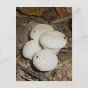 Prickly Puffs Mushroom Postcard Postkarte