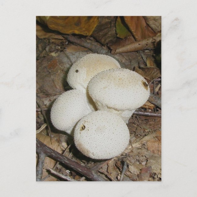 Prickly Puffs Mushroom Postcard Postkarte (Vorderseite)