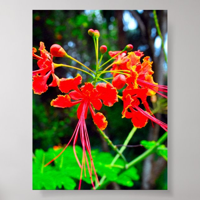 Pride of Barbados Stretched Canvas Print Poster (Vorne)