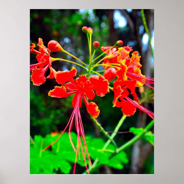 Pride of Barbados Stretched Canvas Print Poster (Vorne)