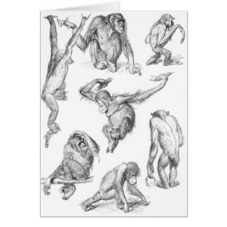 Primat Card