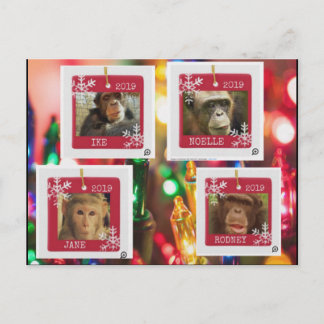 primate rescue cindy postcard postkarte