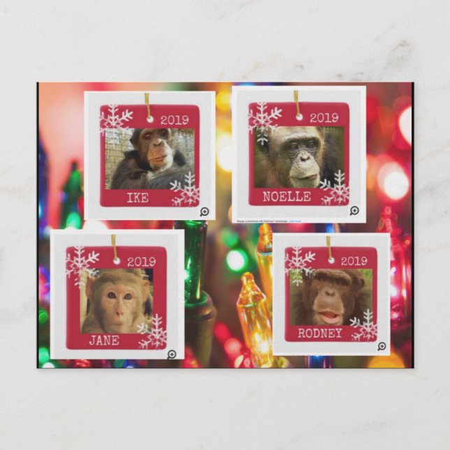 primate rescue cindy postcard postkarte (Vorderseite)