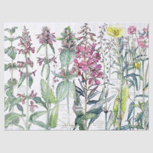 Primel-Katzen-Ohr-Blumen-Wildblumen-Seidenpapier Seidenpapier