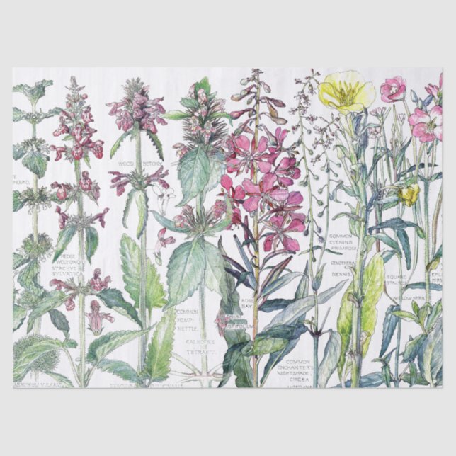 Primel-Katzen-Ohr-Blumen-Wildblumen-Seidenpapier Seidenpapier (Vorderseite)