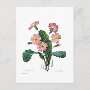 Primel Postkarte