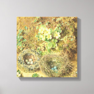 Primel-und der Vögel Nester Leinwanddruck