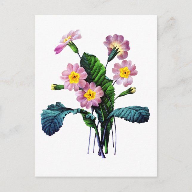 Primevere oder Primroses von Pierre Joseph Redoute Postkarte (Vorderseite)