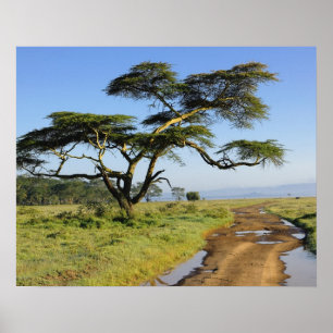 Primitive Schotterstraße und Akazienbaum, Lake Nak Poster