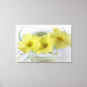 Primrose in einer Kaffeetasse Leinwanddruck