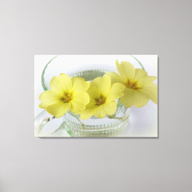 Primrose in einer Kaffeetasse Leinwanddruck (Vorderseite)