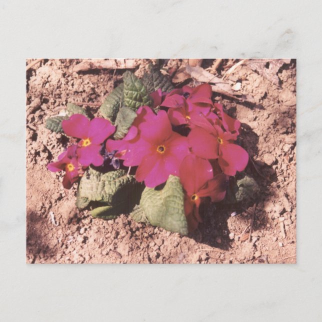 Primrose Postkarte (Vorderseite)