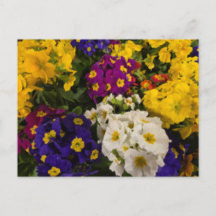 Primrose Postkarte