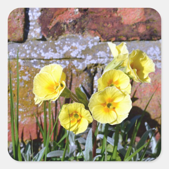 Primrose Quadratischer Aufkleber (Vorderseite)