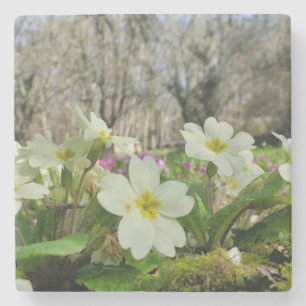 Primrose Stone Untersetzer